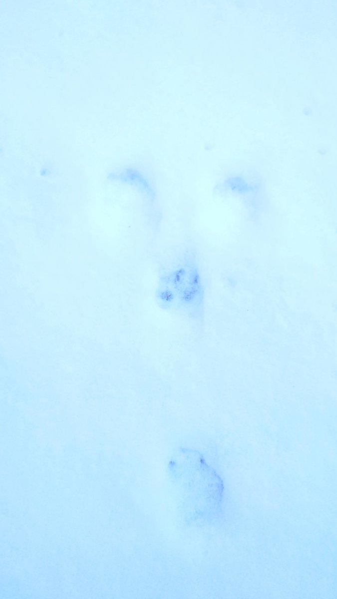 HAOcamp's tweet photo. 先月末に降った雪は、もうほんの少しの氷が残るのみとなってしまいましたが、最後に紹介し忘れた足跡を。

こちらウサギの足跡になります。
ウサギの移動は跳び箱を跳ぶような動きで、前足２本を先に前後に並んで着いて、その先に後ろ足２本を横に並べて着くため写真のような三角形の足跡になります。 https://t.co/VpG2AtY4Oo