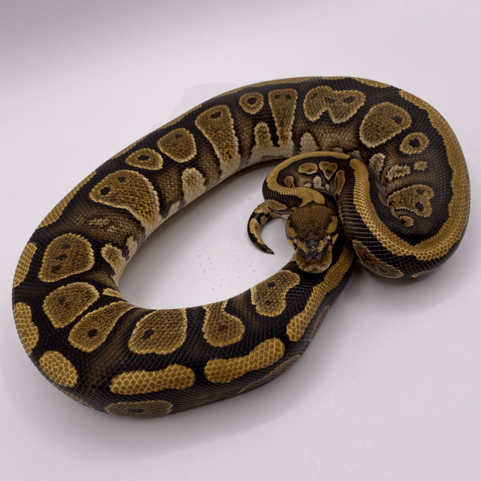 【ひとことボールパイソン】
マホガニーは、2005年頃にAmir Soleymani(旧yellowbellyball.com現XYZReptiles)によって発見された

#ボールパイソン
#ballpython
#ひとことボールパイソン

lil-balls.jp/morph