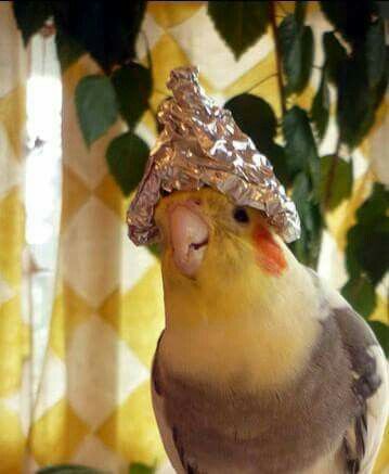 nihonium tweet media