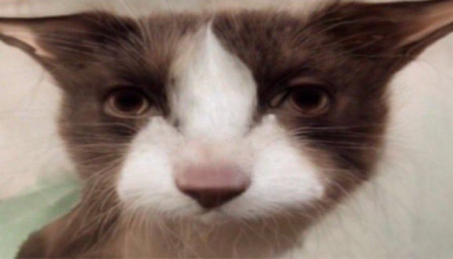 UnnamedEsportsX's tweet image. me when @tinycrusader ajaxs