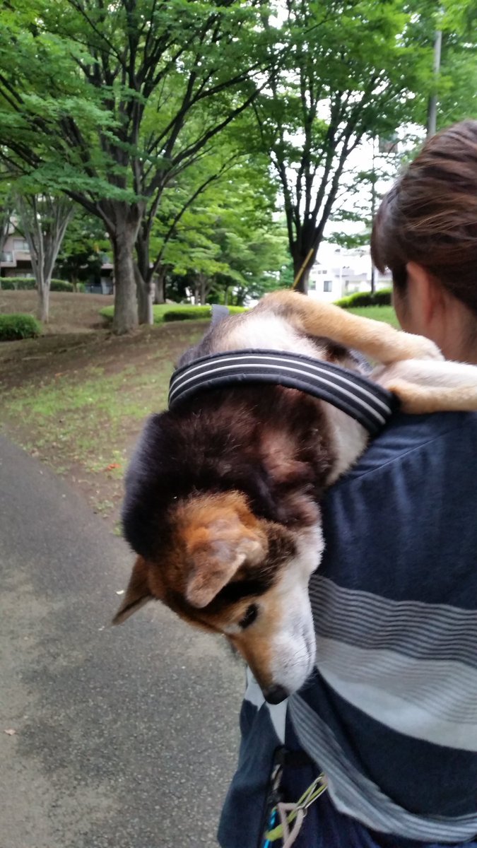 marutama375's tweet photo. まるちゃんは液体だったなぁ～❤️
#柴犬まるこ
#秘密結社老犬倶楽部天国支部
#いつも心にまるちゃんを
#まるちゃんに会いたい https://t.co/lvOT8jtUEL