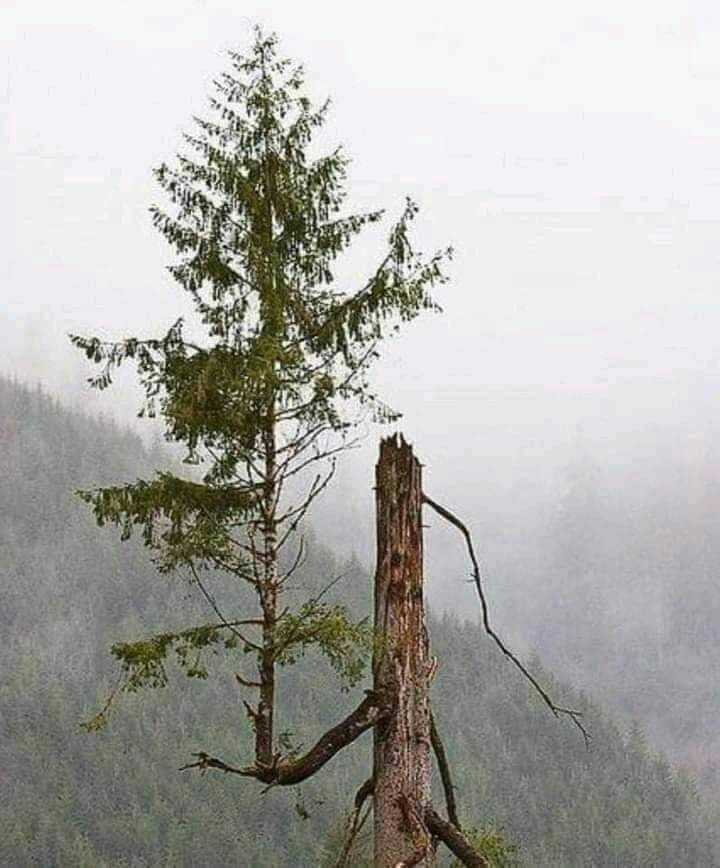 FAROOQ749's tweet photo. Don't be afraid to be like the past. The future can be green from anywhere. And life can start from anywhere. you helpless They are weak... Not your "Lord". just hope, Stay connected with patience and courage. That this is life https://t.co/Op5xdadGhw