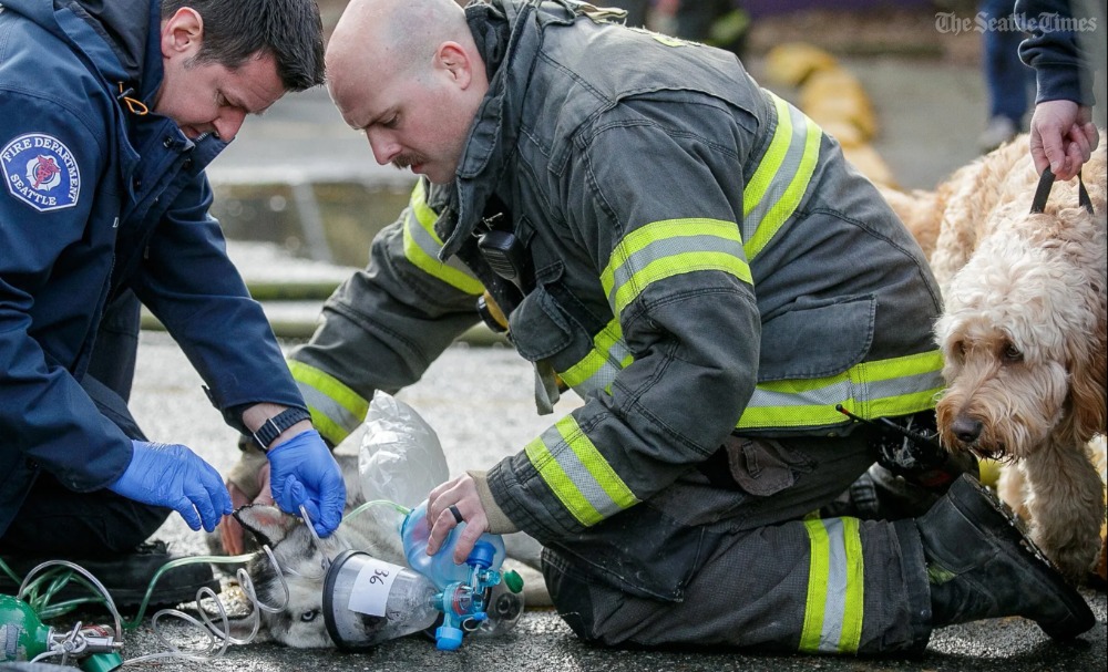 SeaTimesFotoKen's tweet photo. Incredible spot news moment by @seattletimes staffer Kevin Clark (@kdcimages) as dozens of dogs rescued from Seattle doggy day care fire. @daisyzavv reports https://t.co/jMEsnnsfOp https://t.co/ynJcxjn8fl