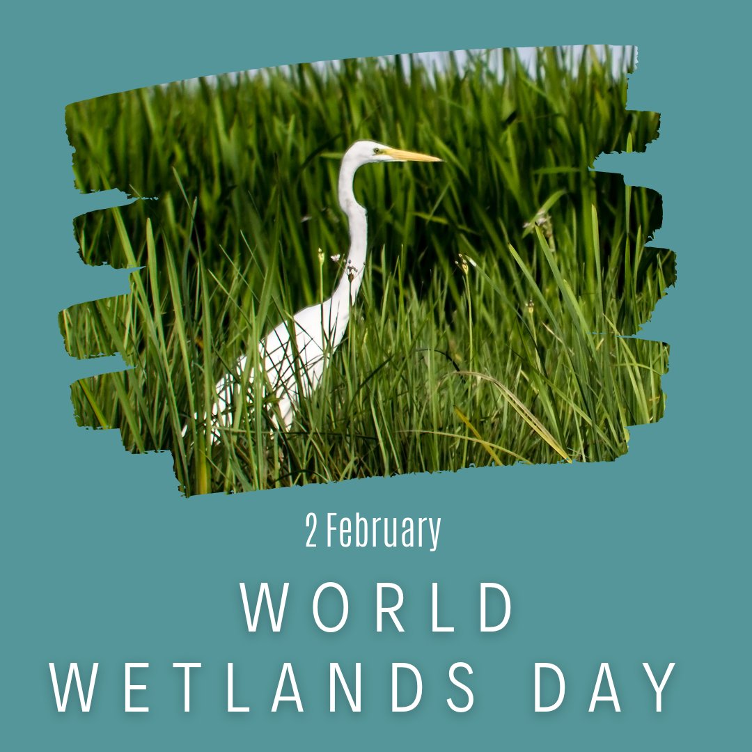 Save the #wetlands as the future of the Earth depends on them. The wetlands are responsible for a very diverse ecosystem and the ecosystem will be spoiled if the wetlands cease to exist.
#WorldWetlandsDay2023  #ecosystem #WeNeedWetlands #SaveMotherEarth