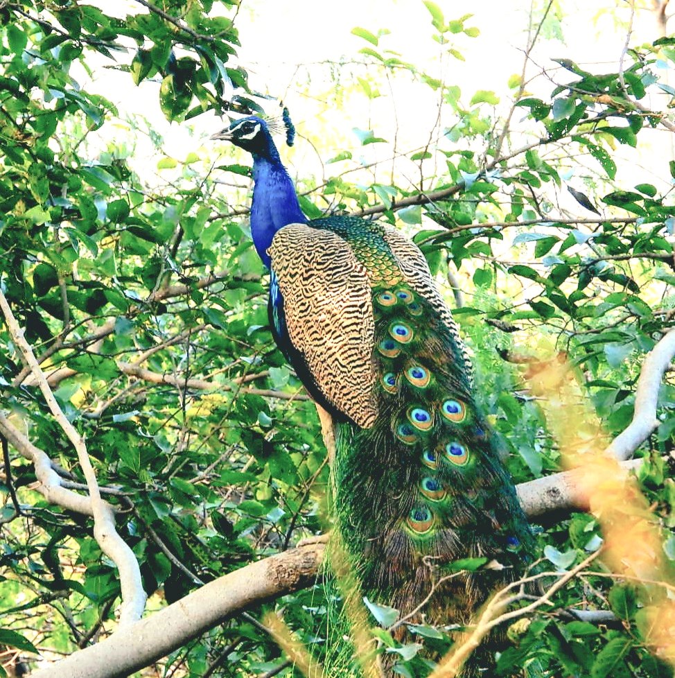 Peacock #incredibleindia @todaysbird @BeautyNature___
#birding #BirdsSeenIn2022  #TwitterNatureCommunity #bloodpressurebreak  #GoodMorningTwitterWorld #NaturePhotography #NatureBeauty #wildlifephotography #wildlife #PhotoOfTheDay 
@WildlifeofDay #indiAves