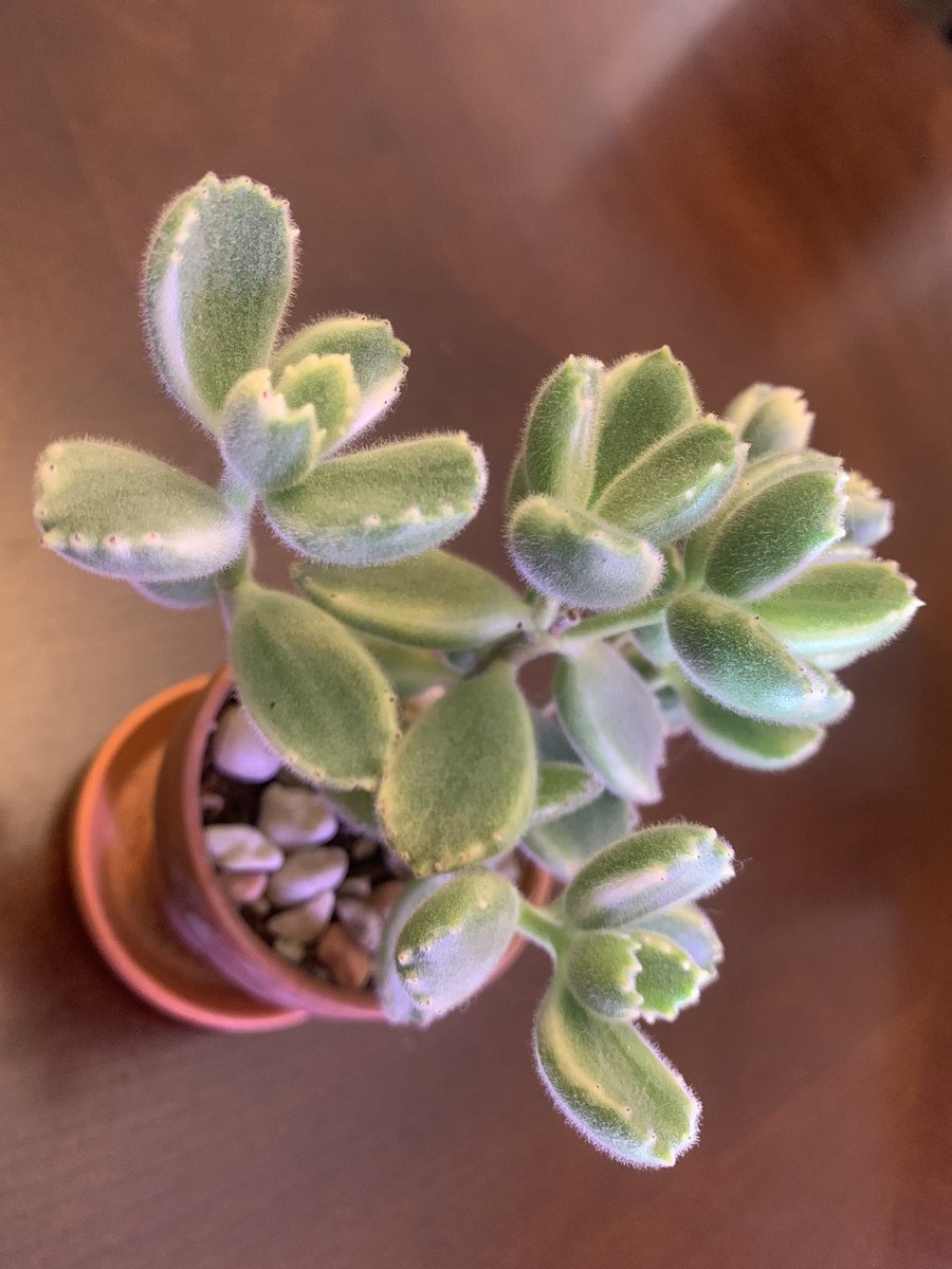 theajbaker's tweet photo. Variegated Bear Claw. One of my favs in my collection. #succulents #cotyledon #variegation #bearclaw https://t.co/XjuptShSmX