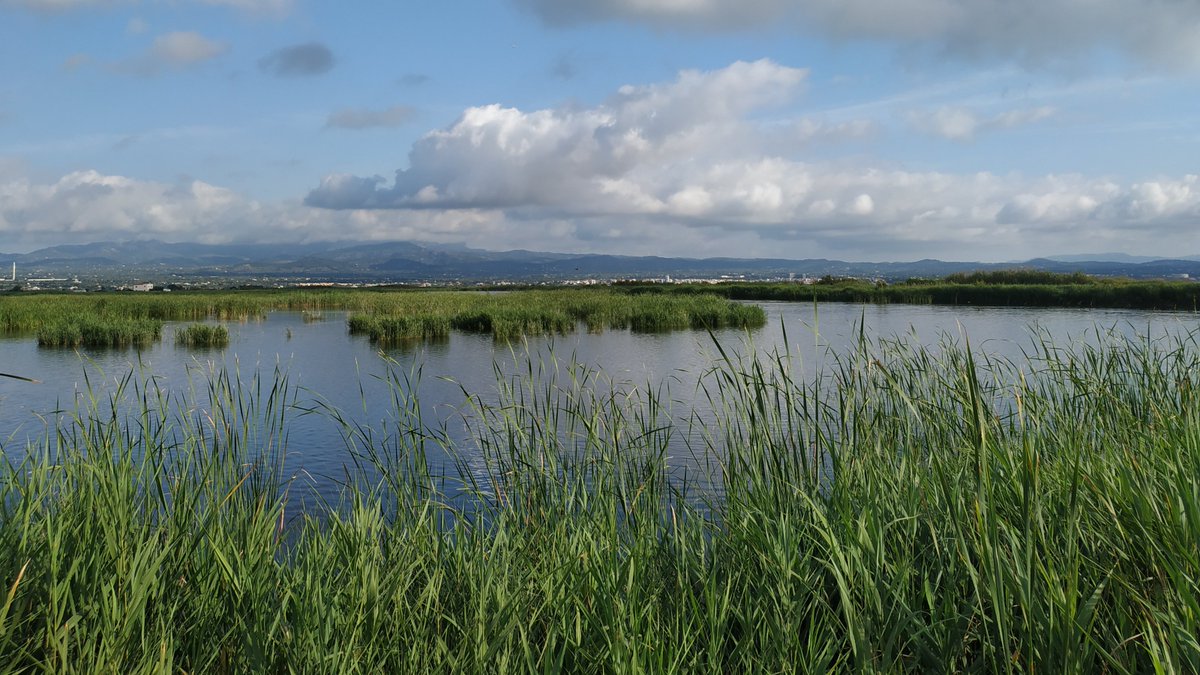 Celebramos el #DiaMundialDeLosHumedales. Este año se pone el foco en la necesidad de restaurar estos frágiles ecosistemas. <a href="/HumedalesDelta/">Humedales Delta Ebro</a> es ejemplo de recuperación de zonas húmedas en un espacio de especial interés como es el #DeltadelEbro. <a href="/Acuamed/">Acuamed</a> <a href="/Agbar/">Agbar</a> #WorldWetlandsDay2023