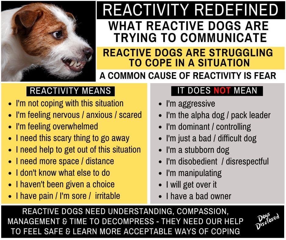tomlins_amanda's tweet image. #RescueDogs #Reactivity #DogsOfTwitter #dogsoftwitter