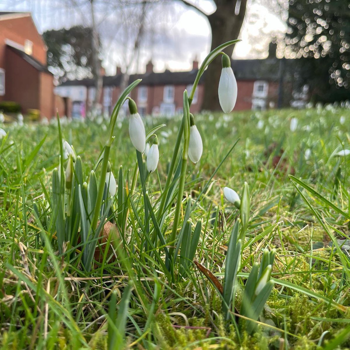 What #signsofspring have you seen in your local park? 💚🌱 #urbanparks