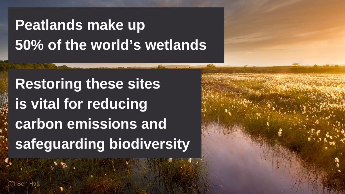 IUCN UK Peatlands (@iucnpeat) on Twitter photo Peatlands make up 50% of the world’s #wetlands. Ensuring these sites are in good condition is vital for reducing carbon emissions and safeguarding biodiversity.
That's why this #WorldWetlandsDay we are celebrating the power of peatland restoration.🧵1/9
<a href="/RamsarConv/">Convention on Wetlands</a> Peatlands make up 50% of the world’s #wetlands. Ensuring these sites are in good condition is vital for reducing carbon emissions and safeguarding biodiversity.
That's why this #WorldWetlandsDay we are celebrating the power of peatland restoration.🧵1/9
<a href="/RamsarConv/">Convention on Wetlands</a>