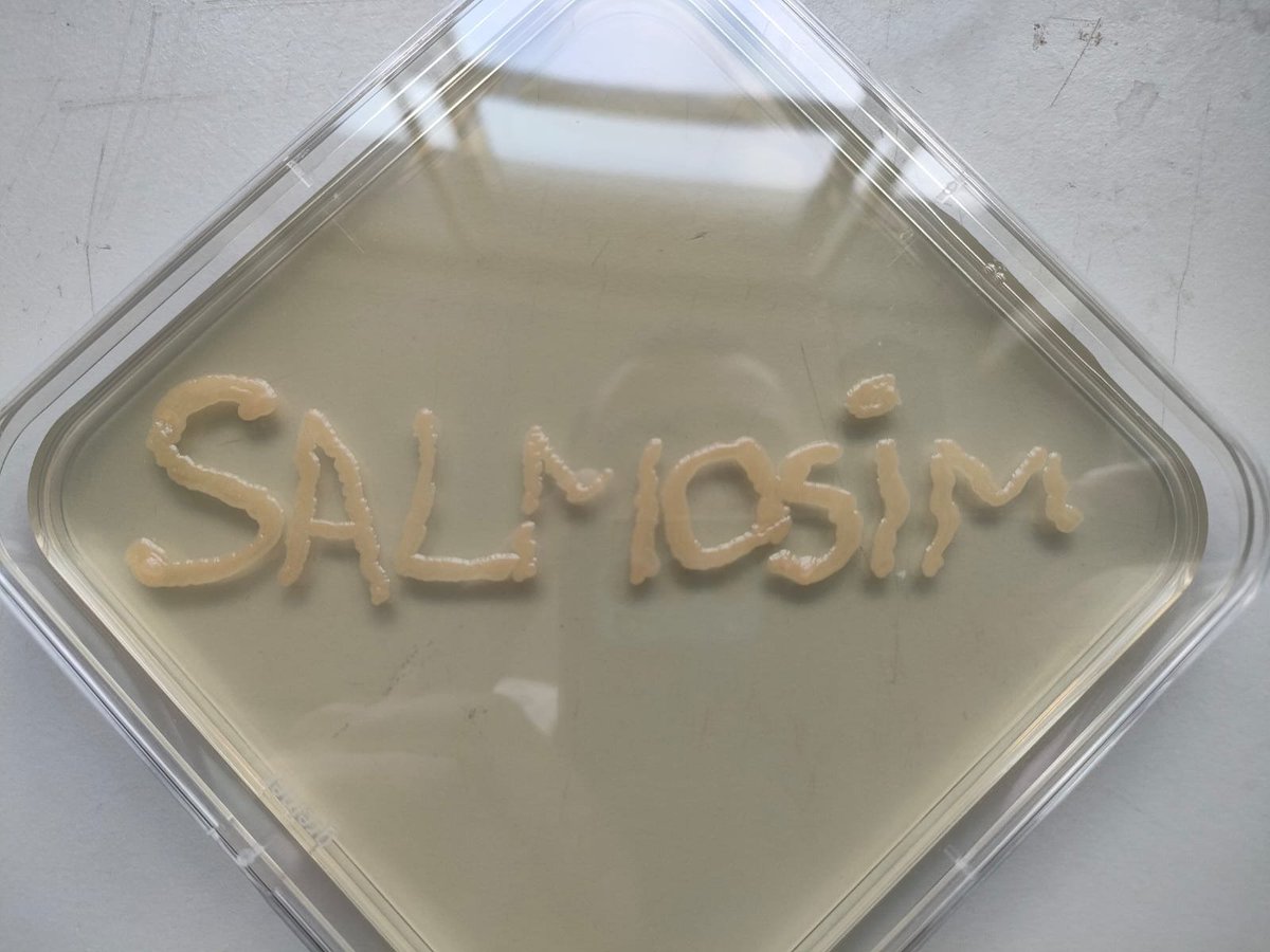 SalmoSim tweet media