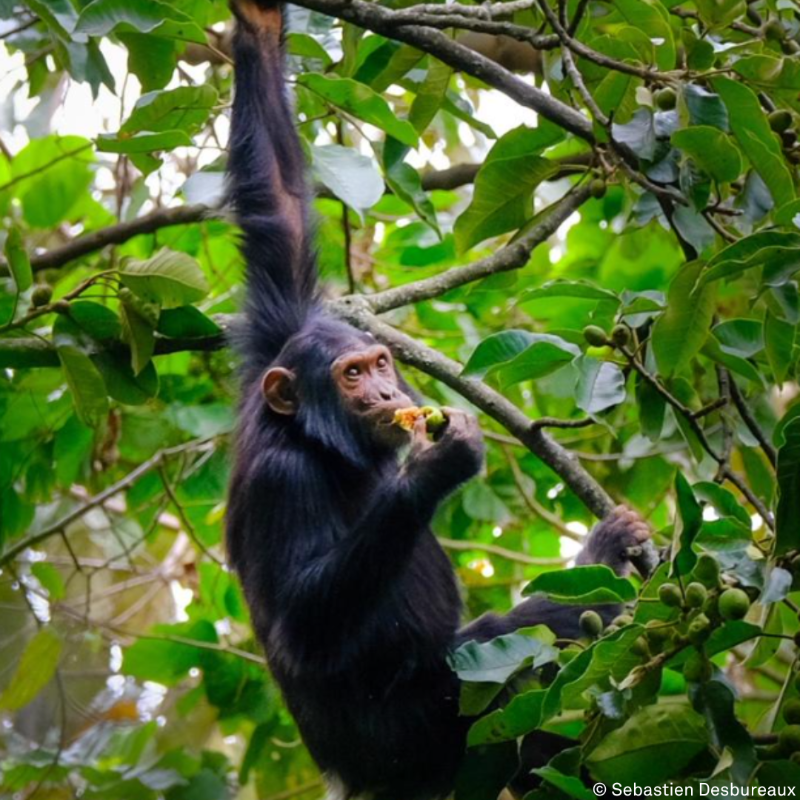 gorillacd's tweet photo. As seed dispersers, chimpanzees play a fundamental role in the reproductive cycle of fruit trees that they feed on, maintaining their food supply and the healthy functioning of their rainforest habitats.⁠

#virunga #nationalpark #drcongo #rainforest #chimpanzees #fruittrees