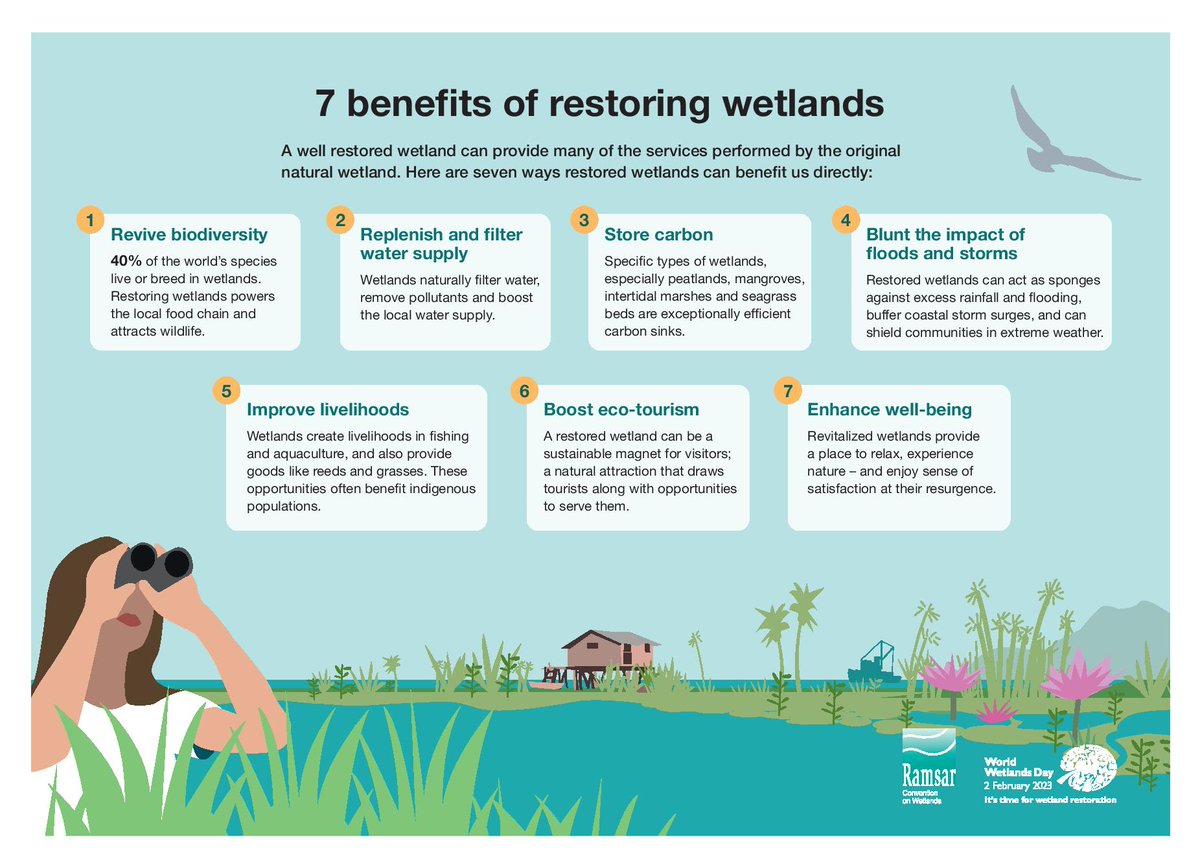 #worldwetlandsday2023 #wetlands #wetlandsrestoration #ForNatureBasedSolutions #Water #Environment #EcosystemRestoration #SDGs #ClimateChange #SDGs #ClimateAction #mangroves #WeNeedWetlands #UNited4Land #ForNature #ActNow #ecosystemservices