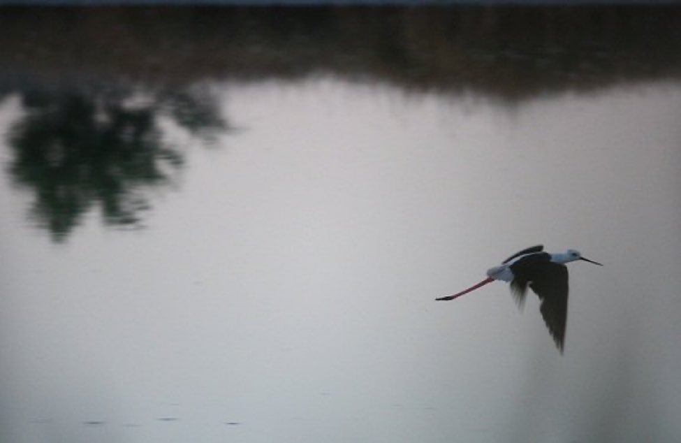 Un humedal es una isla de agua llena de Biodiversidad.

Feliz Día Mundial de los Humedales

#WetlandsDay #wetlands #humedales #DiaMundialDeLosHumedales #Biodiversidad