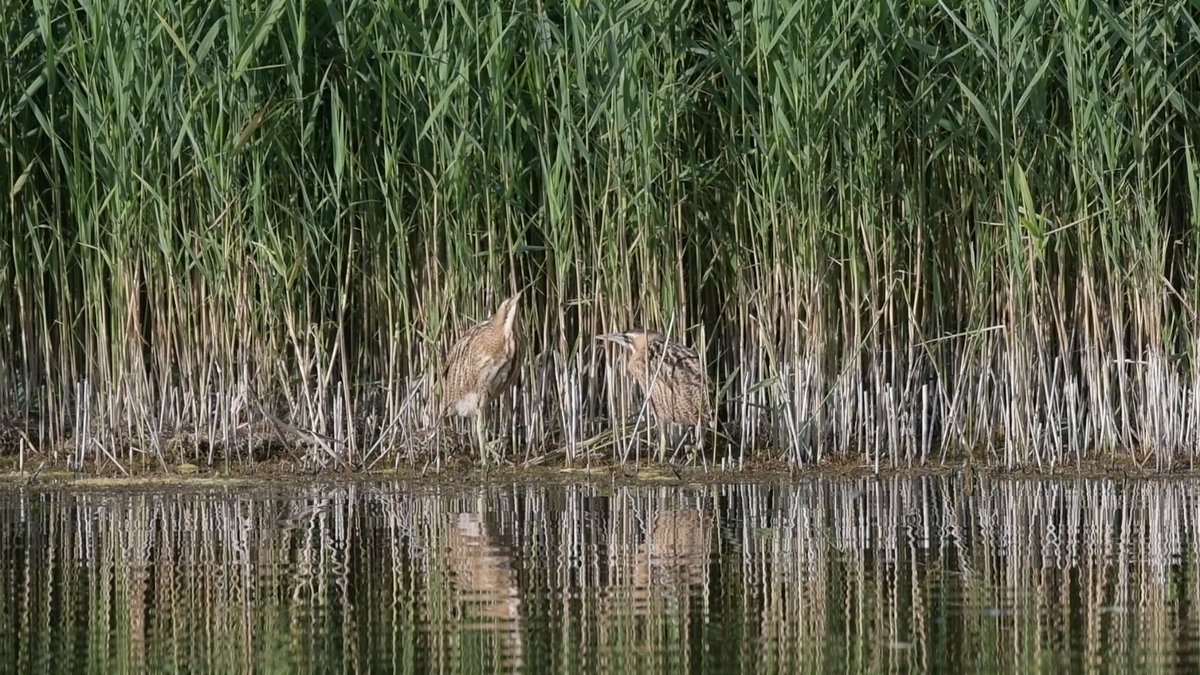 This agreement will enable them to unlock and restore the additional land next to the reserve. The wetland restoration will expand the reserve and allow habitat and wildlife to flourish, reduce carbon emissions making the reserve a thriving, vibrant space for visitors. 2/2