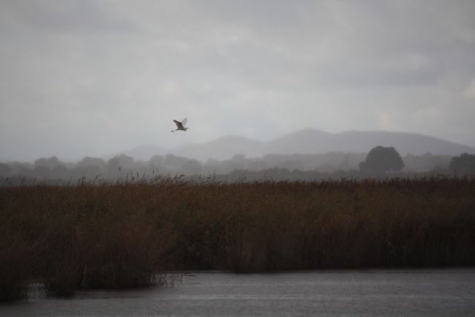 Un humedal es una isla de agua llena de Biodiversidad.

Feliz Día Mundial de los Humedales

#DiaMundialDeLosHumedales #WetlandsDay