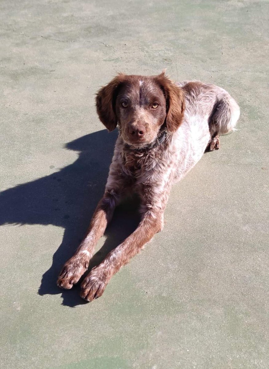 ValientesAsoc's tweet photo. 💖COCO💖

No se puede ser más guapo, no se puede 🥹

No entendemos cómo nadie se ha enamorado aún de esa carita preciosa.

Coco es un bretoncito amoroso que fue encontrado abandonado y sin chip. Es muy bueno con niños y gatos. https://t.co/anVyO0wuAK