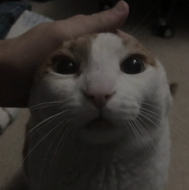 Me Petting My Cat Bot tweet media