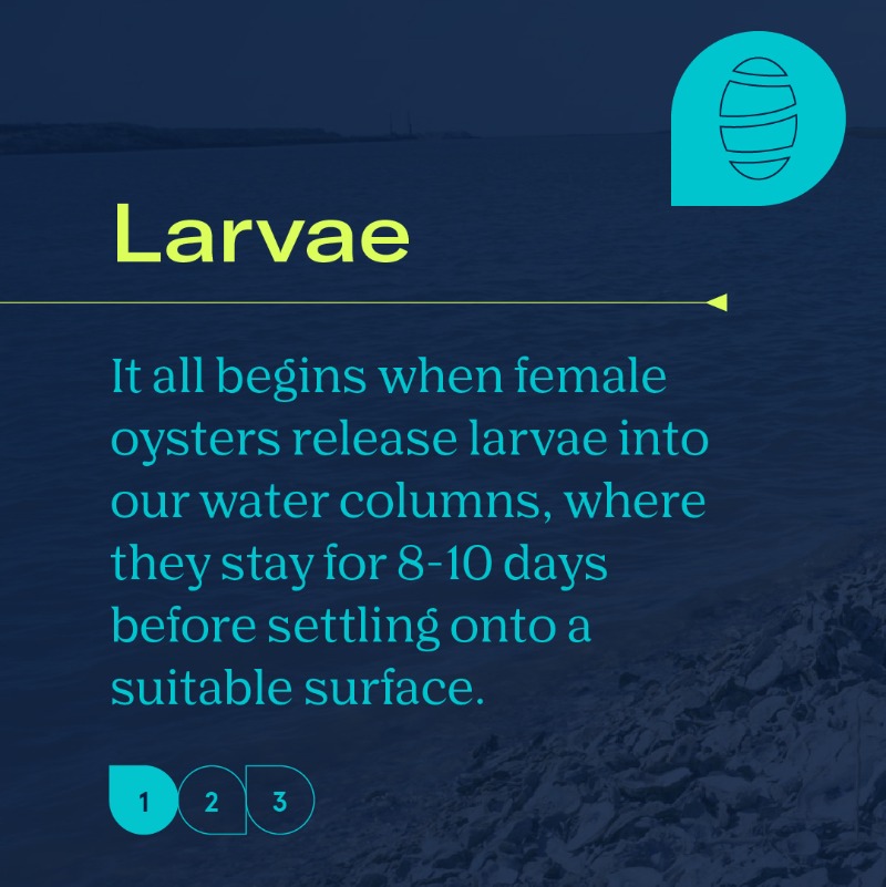 oysterrestore's tweet photo. Oysters can be a valuable addition to the ecosystem at many points in their lifecycle at almost any size. And at The Oyster Restoration Company, we have a plentiful supply of oysters of various ages for the different needs of our customers.

#oysterrestoration #marinelife