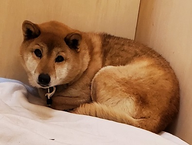 【迷い犬の保護】長野市稲里中央三丁目で迷い犬を保護しました。特徴は「柴犬、茶、メス、推定７才、茶色革製のハート柄首輪を装着」です。#長野市 #犬
詳細はこちら→city.nagano.nagano.jp/site/naganoshi…