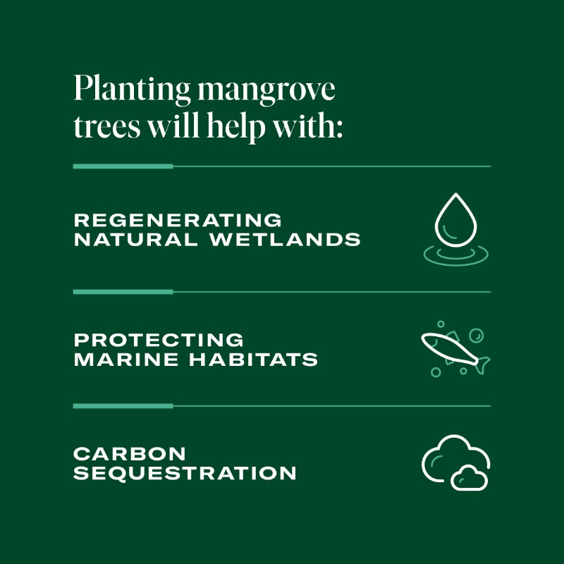 SGISaudi's tweet photo. #Wetlands are being lost 3x faster than forests 🚩
Mangroves are tropical coastal wetlands, critical to safeguarding biodiversity and combating climate change. 

Swipe ⏩ to see how #KSA is protecting its vital wetland ecosystems. #WorldWetlandsDay