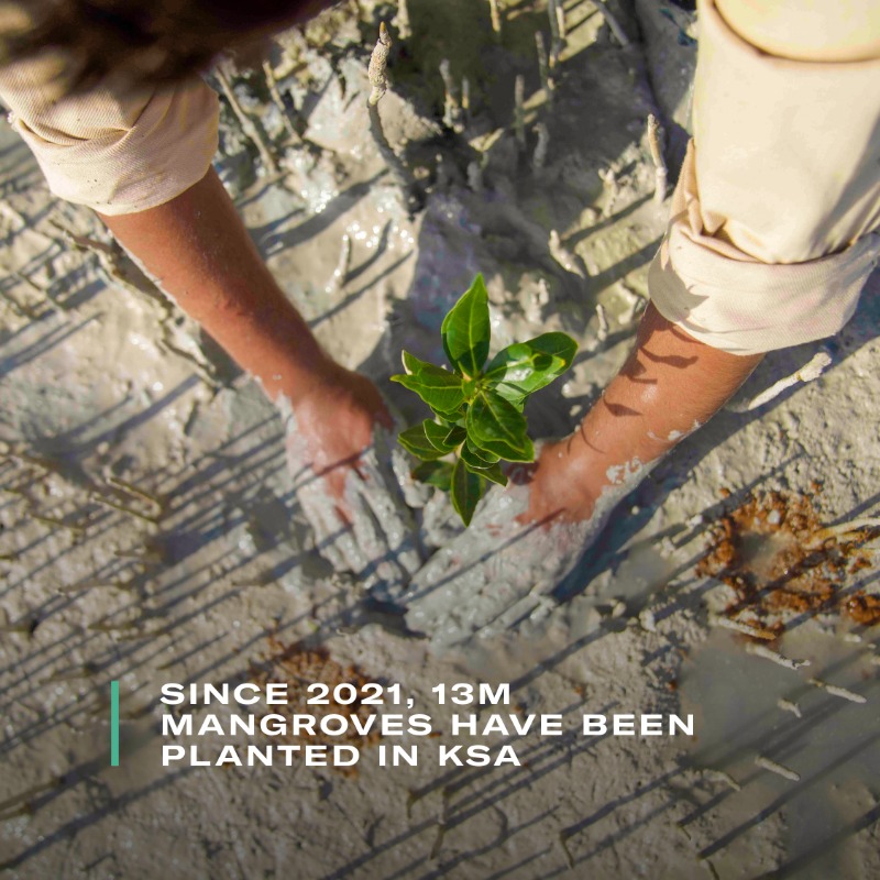 SGISaudi's tweet photo. #Wetlands are being lost 3x faster than forests 🚩
Mangroves are tropical coastal wetlands, critical to safeguarding biodiversity and combating climate change. 

Swipe ⏩ to see how #KSA is protecting its vital wetland ecosystems. #WorldWetlandsDay