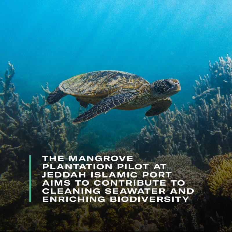 SGISaudi's tweet photo. #Wetlands are being lost 3x faster than forests 🚩
Mangroves are tropical coastal wetlands, critical to safeguarding biodiversity and combating climate change. 

Swipe ⏩ to see how #KSA is protecting its vital wetland ecosystems. #WorldWetlandsDay