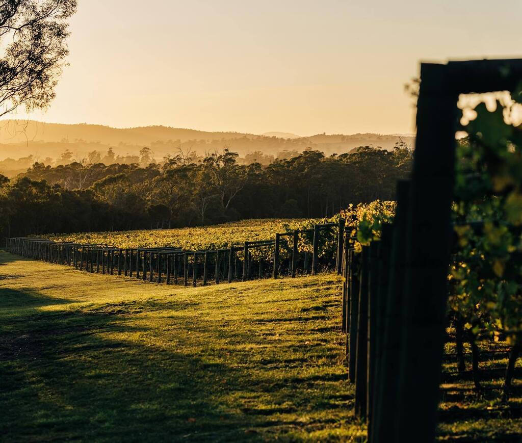 From Instagram: instagr.am/p/CoJZ1hqr_UA/

#TassieWine

At Tamar Valley's @small_wonder_wines vineyard practices follow a regenerative approach and the vineyard has also recently achieved organic certification. The team at Small Wonder say that the wines are intended to cel…