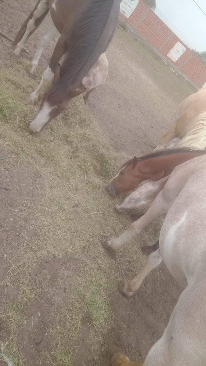 lasrenatasok's tweet photo. SITUACIÓN CRÍTICA DEL REFUGIO!

Los rurales quedaron sin comida!

El pedido que teníamos hecho aun no llegó, no conseguimos en la zona fardos y estamos alimentándolos con el pasto del predio del refugio que no durará más de dos días.

Si podés ayudar con fardos seria grandioso! https://t.co/Yr0De3Fe8m