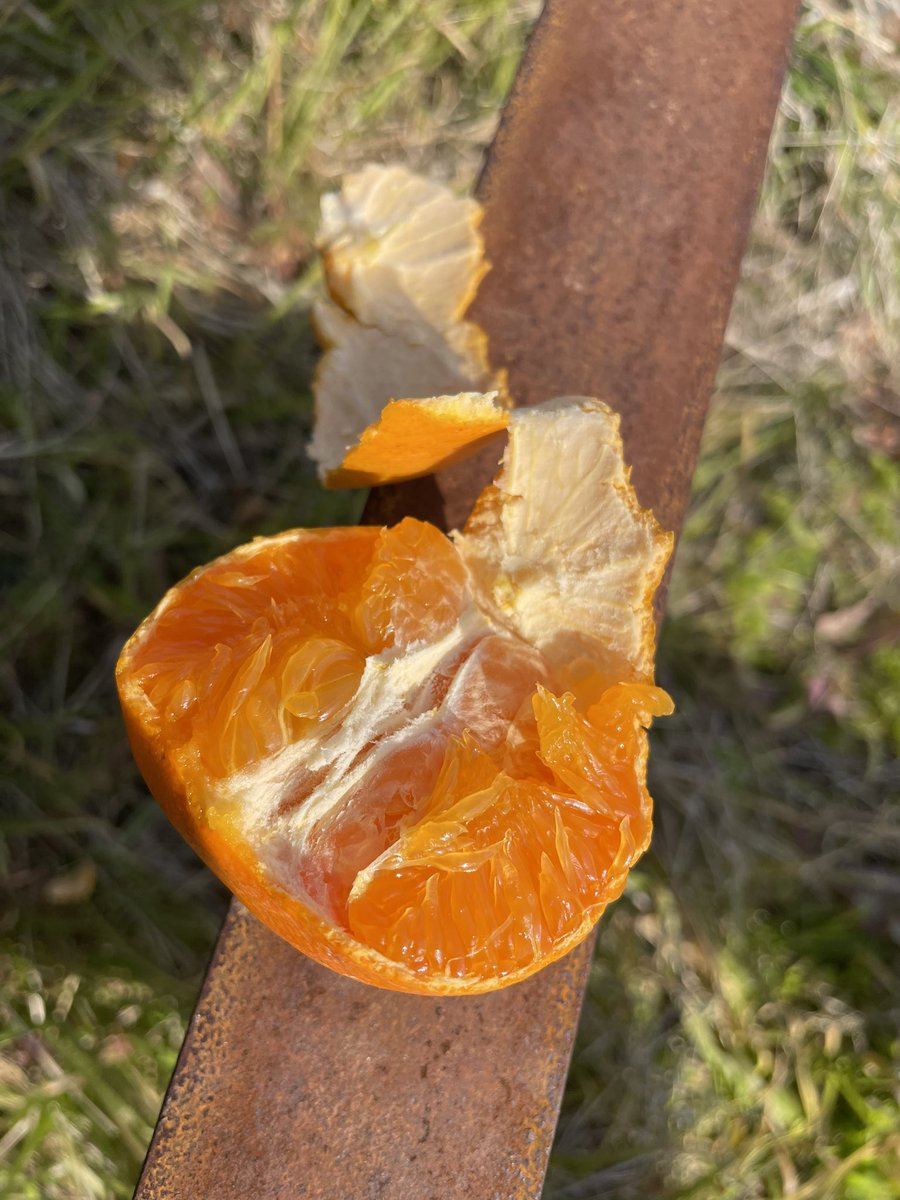 utatanemikan330's tweet photo. せとか🍊今年は、ほとんど猪に食べられてしまったけど美味🍊 https://t.co/XyuSbsy00j