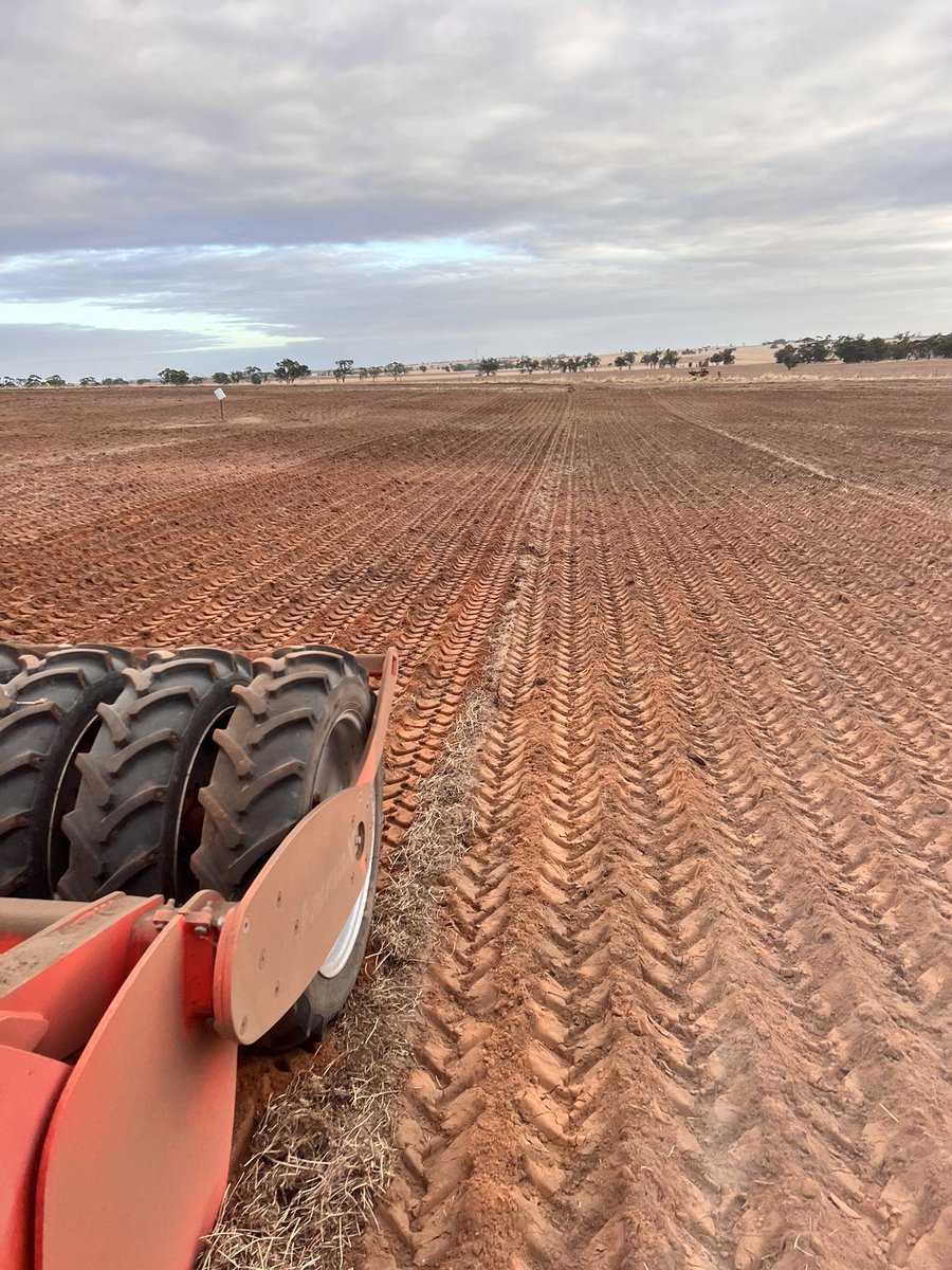 dingo71113's tweet image. Spading a bit more red ground where it hasn’t been growing a lot in last few years. If you would like any spading done in the Wimmera or sa feel free to call me on 0411782853