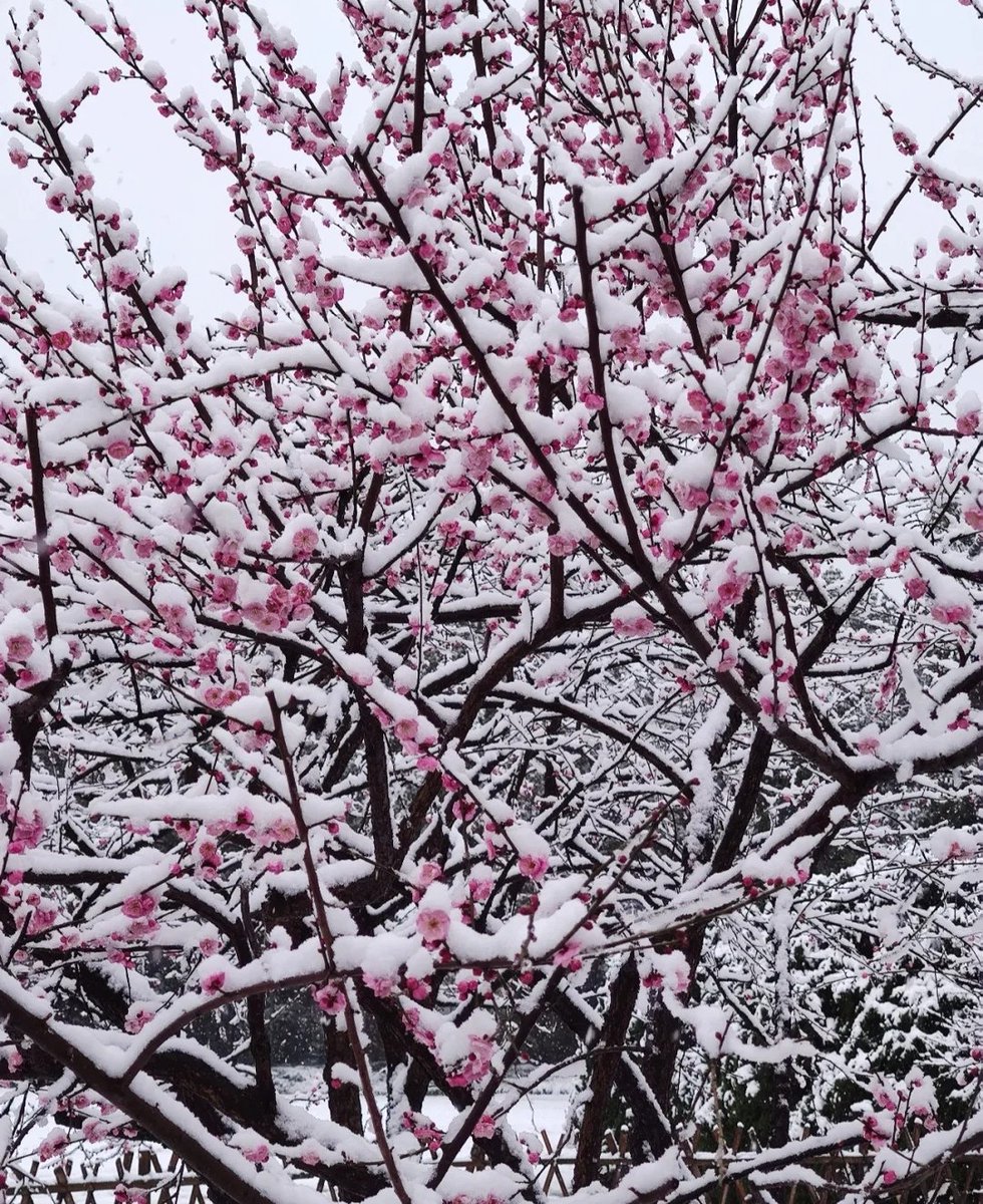 上联：雪映梅花梅映雪
下联你怎么对？
