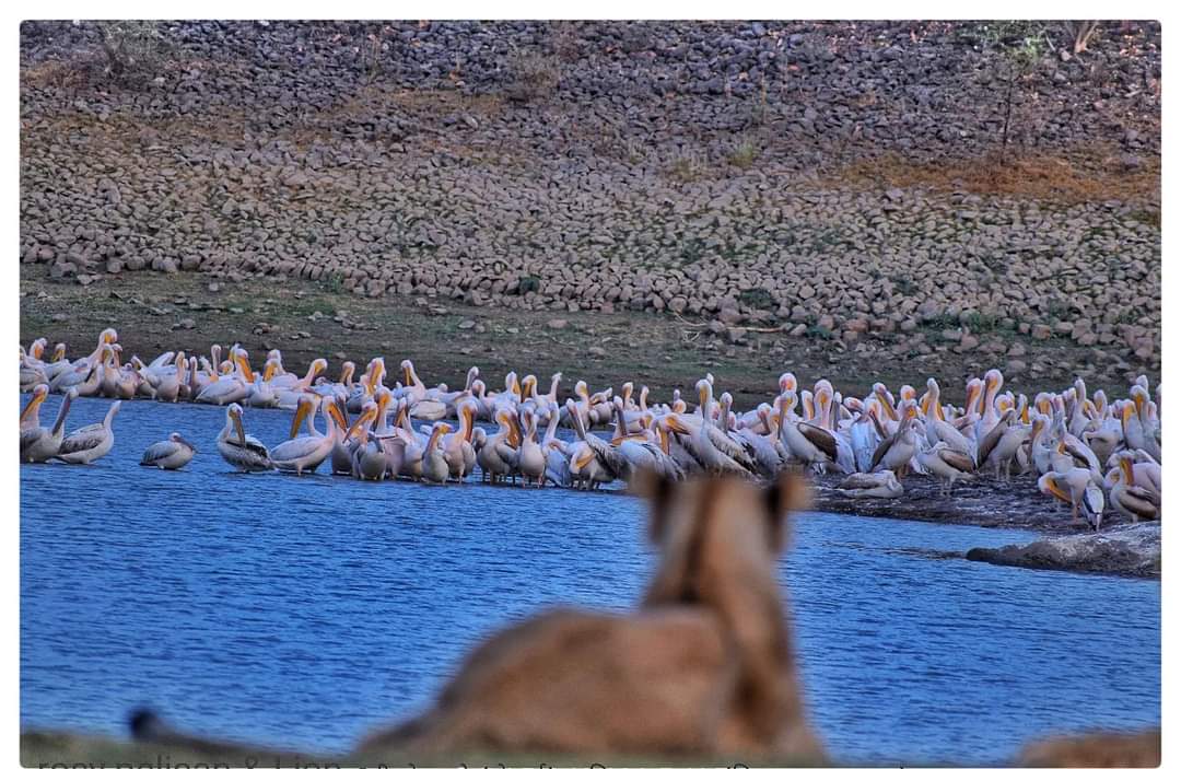 World Wetlands Day 2023, let us commit to taking care  and protect our wetlands.
#wetlands #sanctuary #wetlands2023
<a href="/SanctuaryAsia/">Sanctuary Asia</a> <a href="/HoffPccf/">PCCF & HoFF, Gujarat State</a> <a href="/DEFCCOfficial/">Department of Environment, Forest & Climate Change</a> <a href="/GujForestDept/">GujaratForestDept</a> <a href="/Mulubhai_Bera/">Mulubhai Bera</a> <a href="/byadavbjp/">Bhupender Yadav</a>