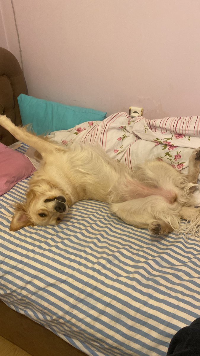 Acil iş aranıyor. Ben işe gidip gelirken bu ibne sürekli yatıyor. Çok zoruma gidiyor. Biri şuna iş verebilir mi maaş beklentimizde yok, karın tokluğuna çalışabilir.