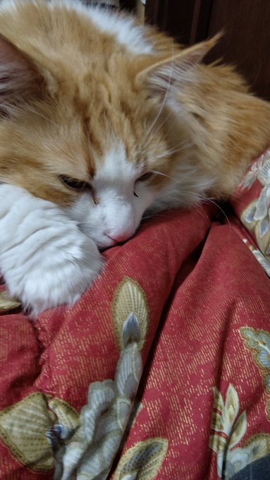 @kazumomo5963 
最近こやつの甘えぶりが酷くなりましたよ。
1日一緒に寝なかったら半日くらい付きまとわれたw 