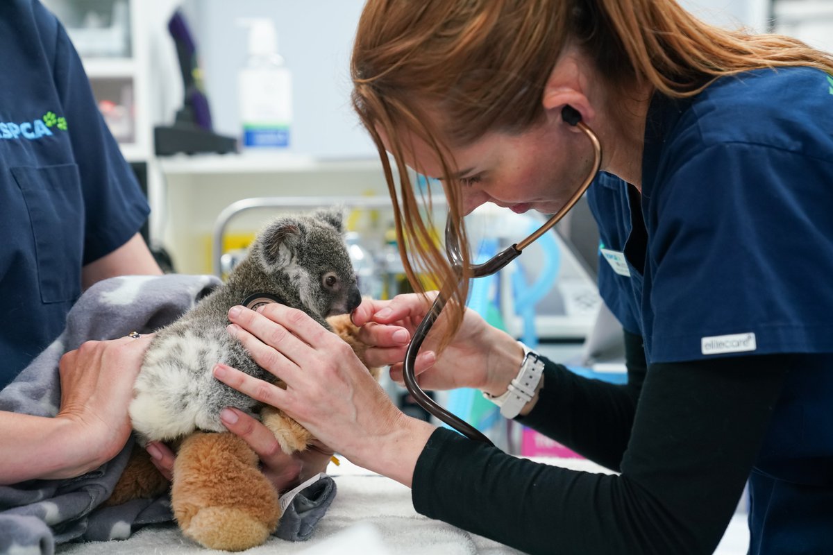 wildbeartv's tweet photo. The critical care, cuteness and chaos of Australia’s busiest wildlife hospital.

Wildlife ER airs next Wednesday on @SBS at 7.30pm.

#wildlifeER #SBS #RSPCA https://t.co/sglPa59yzT