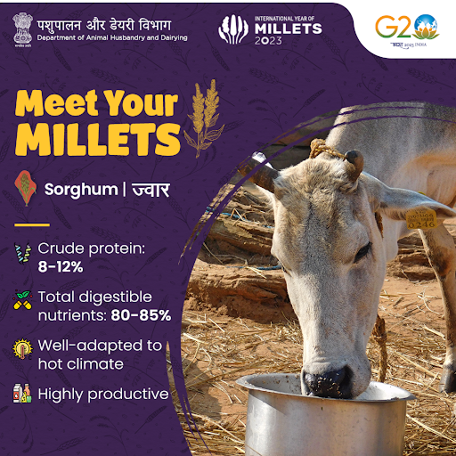 Dept_of_AHD's tweet photo. Jowar grains are primarily used as an energy source and are suitable for feeding most livestock animals and poultry birds.
#AnimalHealth #AnimalWealth #IYM2023 #YearofMillets #MagicofMillets https://t.co/9JkjElJYp8