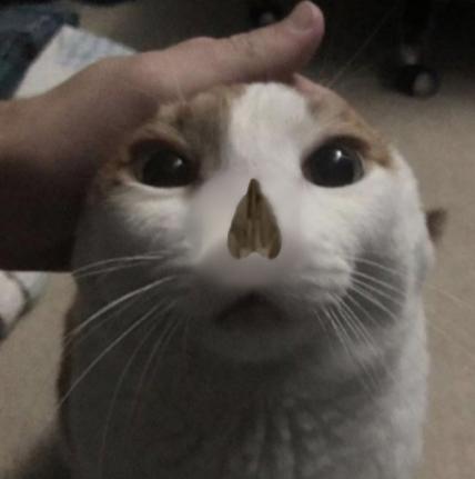 Me Petting My Cat Bot tweet media