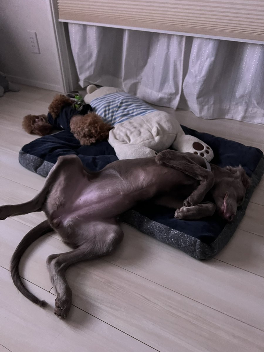 大きくて可愛い(´；ω；｀)(´；ω；｀)(´；ω；｀)(´；ω；｀)