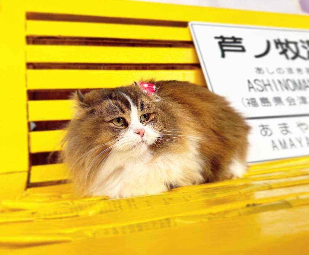 芦ノ牧温泉駅では猫が電車をお出迎え！