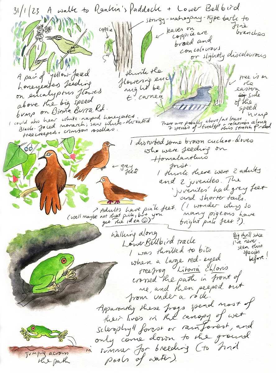 Some critters and plants I met while walking at Binna Burra a few days ago. Very excited to meet the red-eyed treefrog (Litoria chloris) for the first time! 

#naturejournal #naturejournaling #forest #LamingtonNationalPark #frog #birds