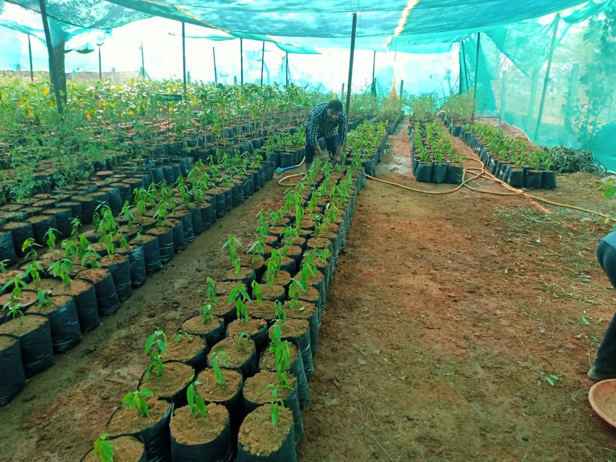 BhoothpurM's tweet photo. #nursery Nursery Bag Conversion at ward no 03 in goplapur Nursery in Bhoothpur 
@cdmatelangana 
@KTRBRS 
@arvindkumar_ias https://t.co/rpQzL7GzA5