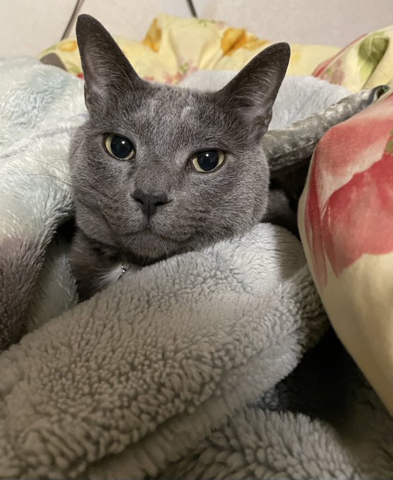 くるまれた ねこ 