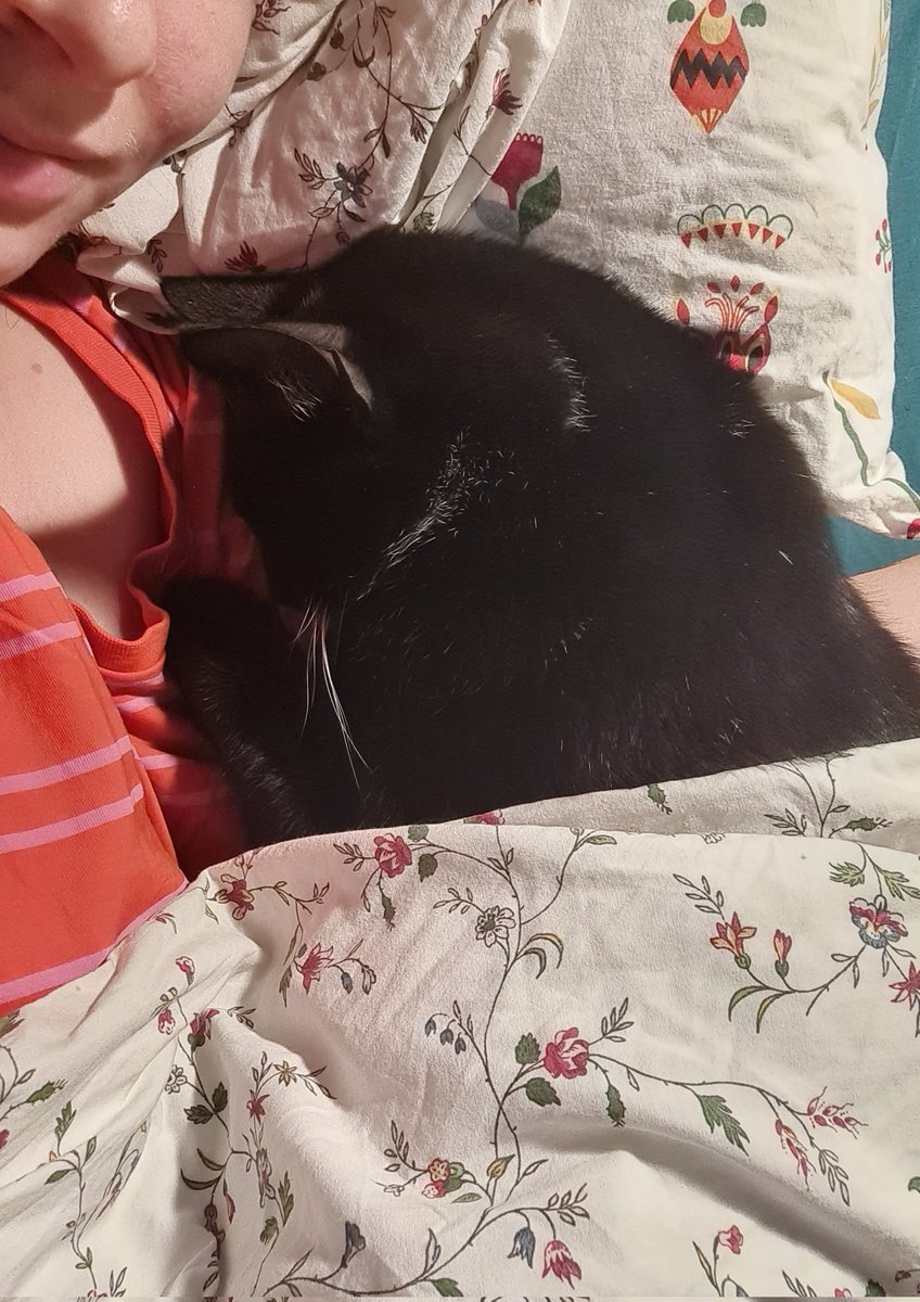 bienepienert's tweet photo. @literallymecats https://t.co/pQ9PxtaES0