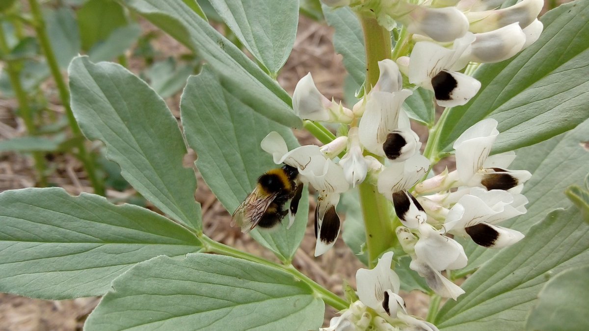 Agricultural and Forest Entomology tweet media