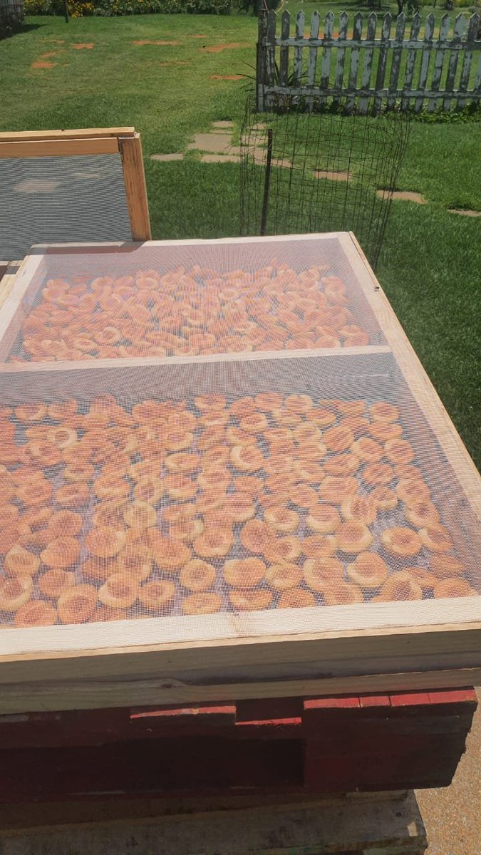 FarmersSA's tweet photo. Fruit Drying Racks 
R600.00 for 4 Excluding Delivery

If you take 10 you get free delivery https://t.co/2Xq3BS6Z7k