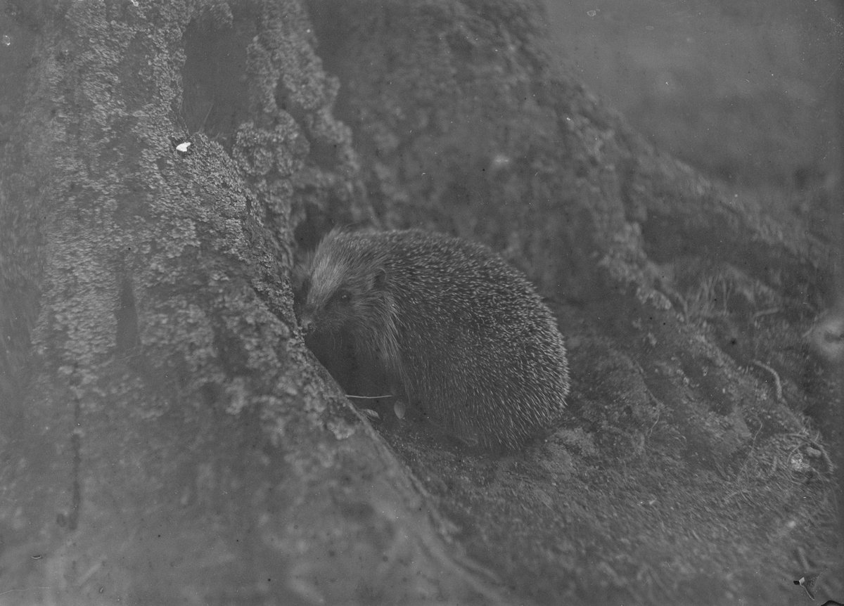 SLUBdresden's tweet image. Heute ist #TagdesIgels 🦔 Dieses Exemplar wurde vor mehr als 100 Jahren von Rudolf Zimmermann, einem Pionier der #Tierfotografie, dokumentiert. Zimmermanns Nachlass ist in der @Fotothek zu finden, im #SLUBlog berichteten wir kürzlich über sein Werk ➡️ slubdd.de/zimmermann /al