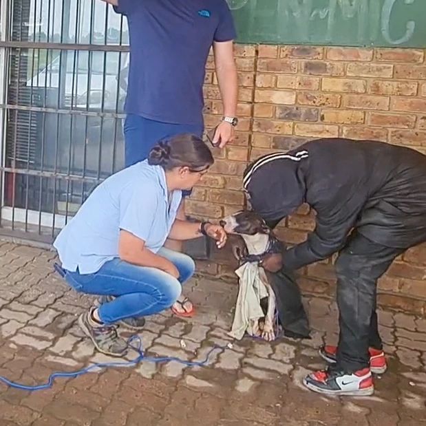 AYAA8994666777's tweet photo. SASHA THE SUPER DOG
Today's story will make even the faithless believe in miracles, how else do we explain how this young dog escaped death twice...
We were called out to the scene of an accident involving a dog in Bronkhorstspruit.
#DogsofTwittter #CatsofTwittter #HelpADog https://t.co/w3VLiLtjOQ