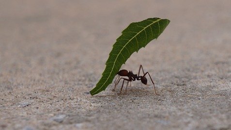 exciting_fact's tweet image. If a man were as strong as an ant, he could lift a small car above his head.
#ants #wight #nature #FunFact