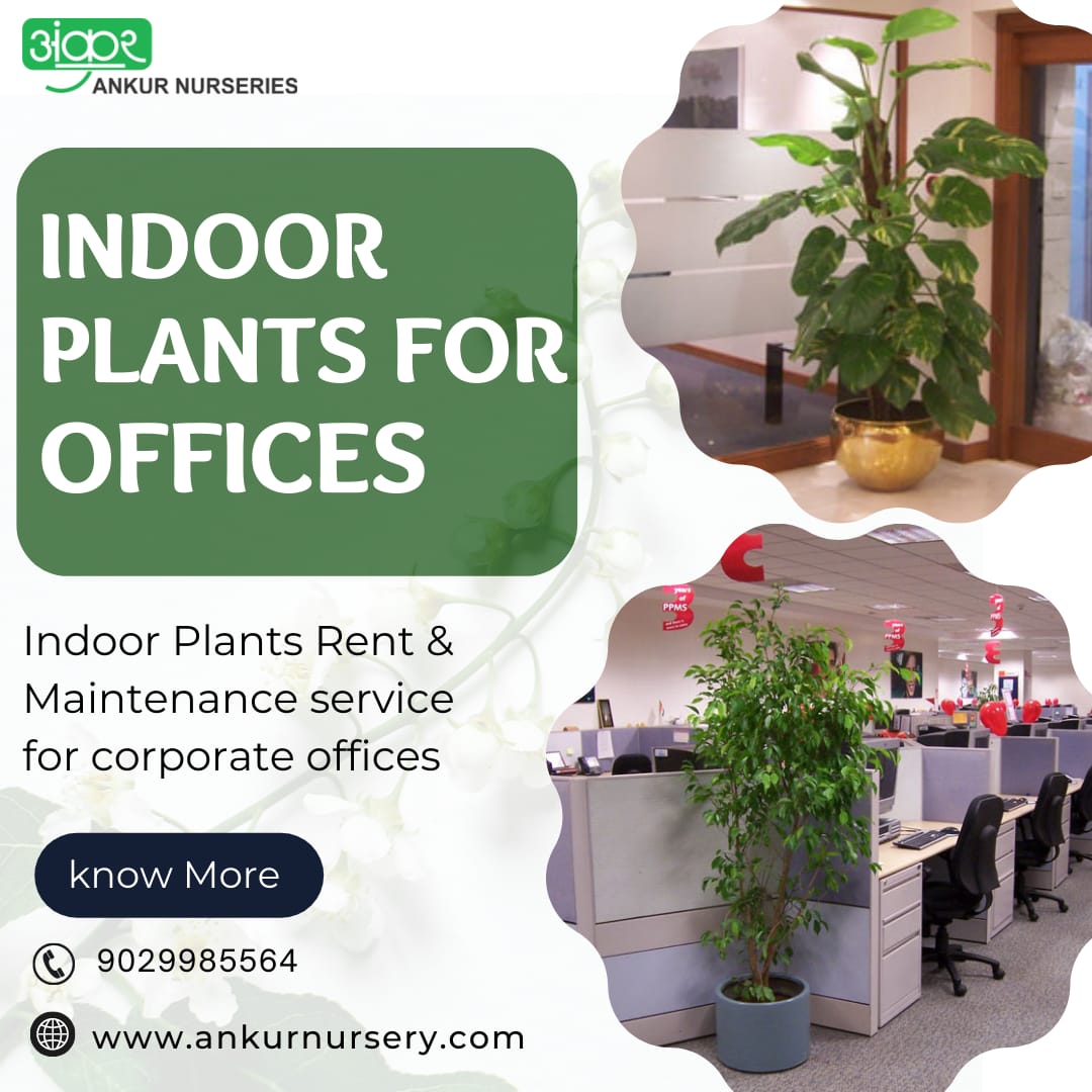 AnkurNurseries's tweet photo. Bring indoor plants into your offices without worrying about their maintenance, with our Indoor Plants Rent and Maintenance Service.
#ankurnursery #ankurnurseries #gardencentre #plantnursery #mumbaiplants #indoorplants #planters #officeplants #airpurifyingplants #greenplants https://t.co/4msFUdDQfb
